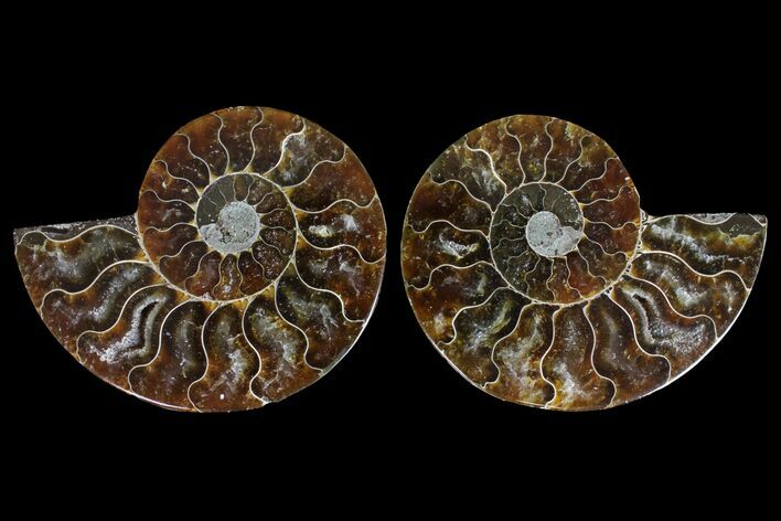 Agatized Ammonite Fossil - Madagascar #145983